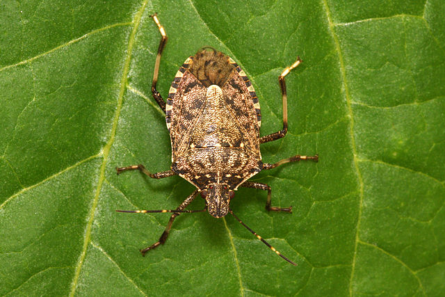 Halyomorpha halys. Foto di Yerpo - Opera propria, CC BY-SA 3.0, https://commons.wikimedia.org/w/index.php?curid=32004988