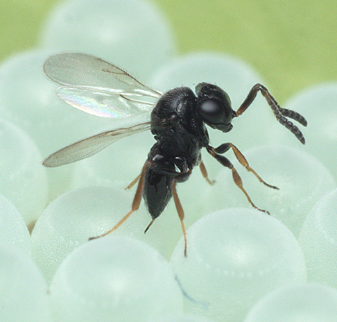 Vespa Samurai. Foto di Oregon State University - Samurai wasp, CC BY-SA 2.0, https://commons.wikimedia.org/w/index.php?curid=74712740