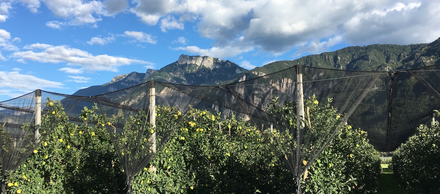 Apot Disciplinari produzione ortofrutticola