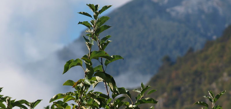 Apot Quaderno di Campagna