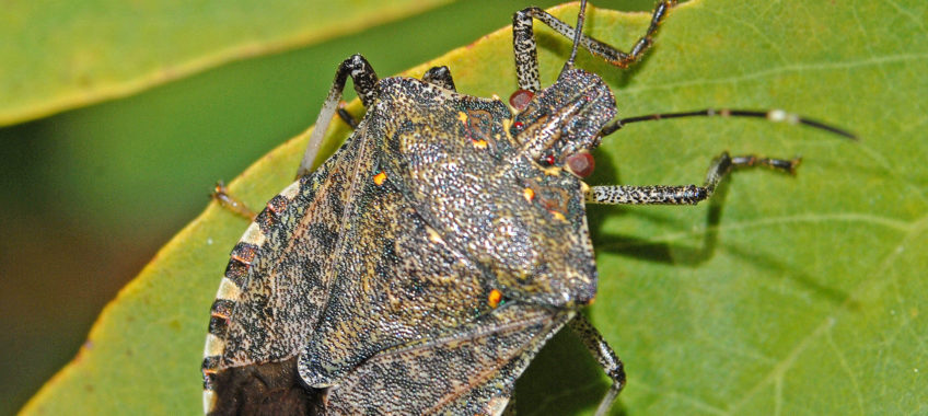 Di Hectonichus / CC BY-SA (https://creativecommons.org/licenses/by-sa/4.0) https://commons.wikimedia.org/wiki/File:Pentatomidae_-_Halyomorpha_halys-001.JPG